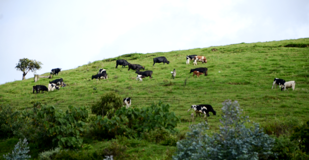 Cattle grazing at Gishwati 