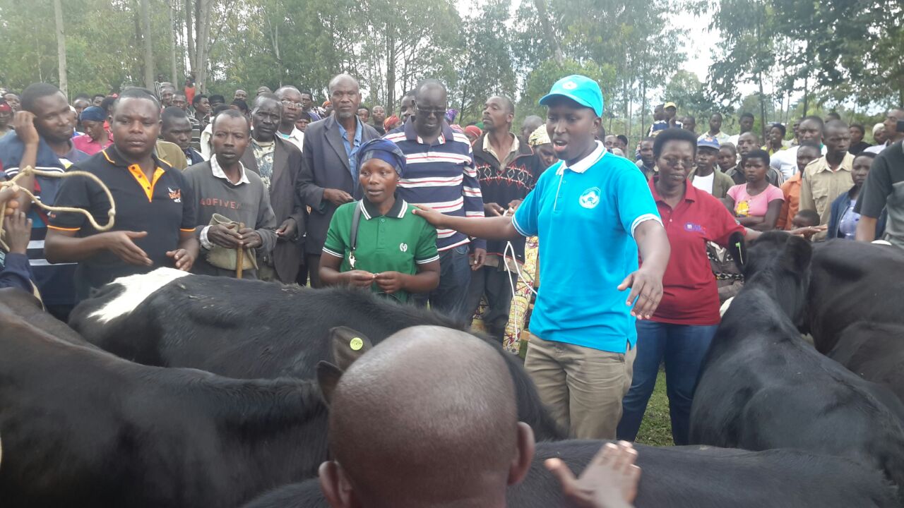 When you Go for Umuganda and Return Home with Cows – KT PRESS