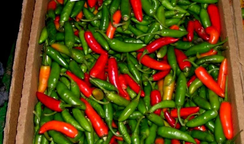 Rwanda’s Chili Pepper on High Demand in Europe – KT PRESS