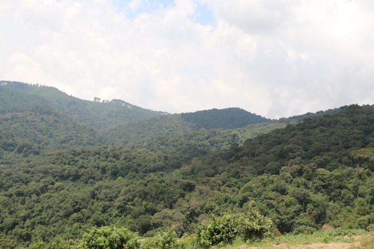 New In Rwanda: Gishwati National Park For 2020 – KT PRESS