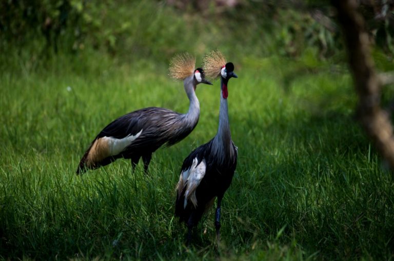 Rwanda and Crested Cranes, A Fatal Attraction – KT PRESS