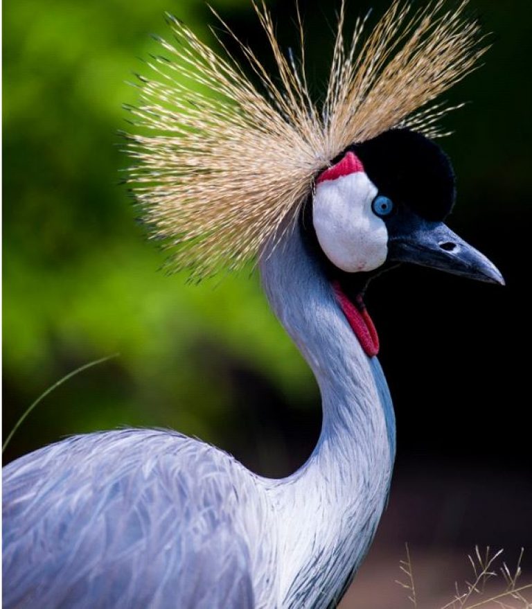 Rwanda and Crested Cranes, A Fatal Attraction – KT PRESS