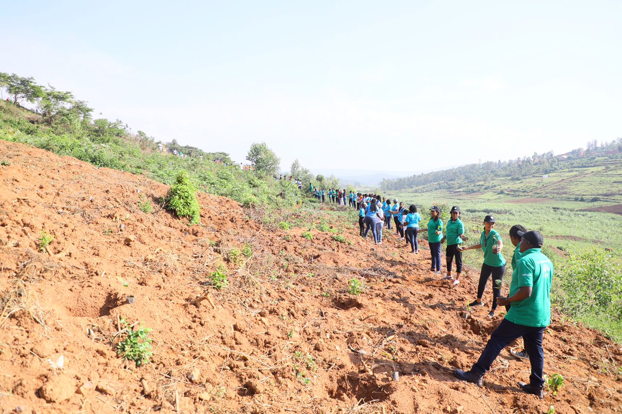 Plant A Tree, Save The Future: Rwanda Commits To Plant 36M Trees – KT PRESS